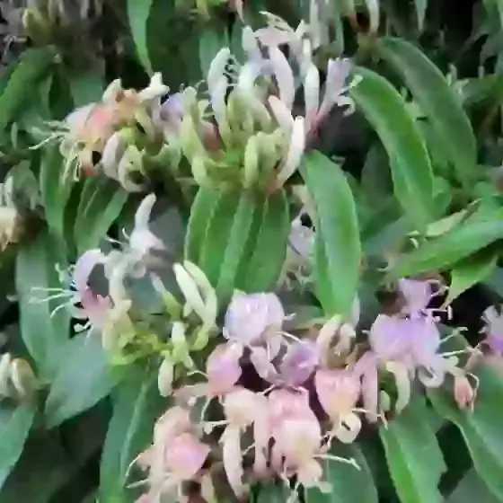 Lonicera alseuosmoides Evergreen Honeysuckle 